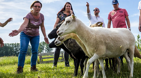 Workshop schapen drijven